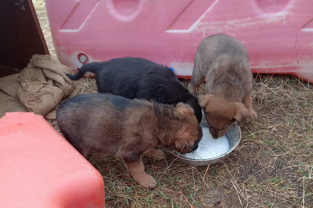 Четыре щенка из Жажелки ищут дом