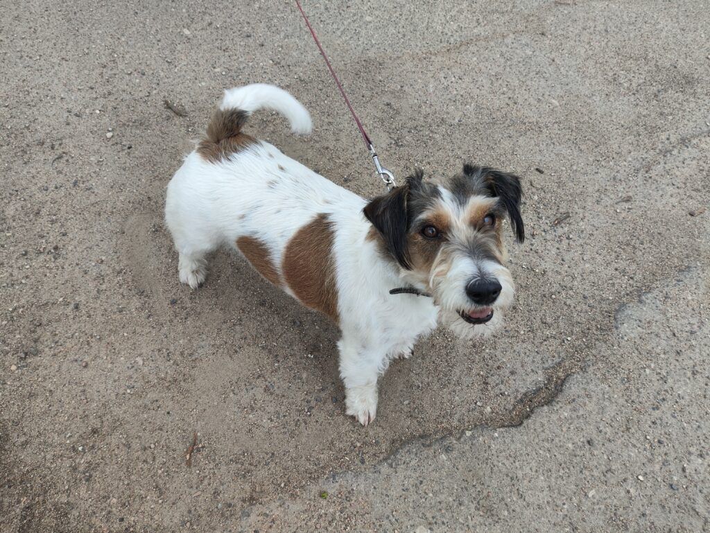 «Джек-рассел-терьер — это непоседа и егоза»: жительница Станок-Водицы рассказала о своем четвероногом друге