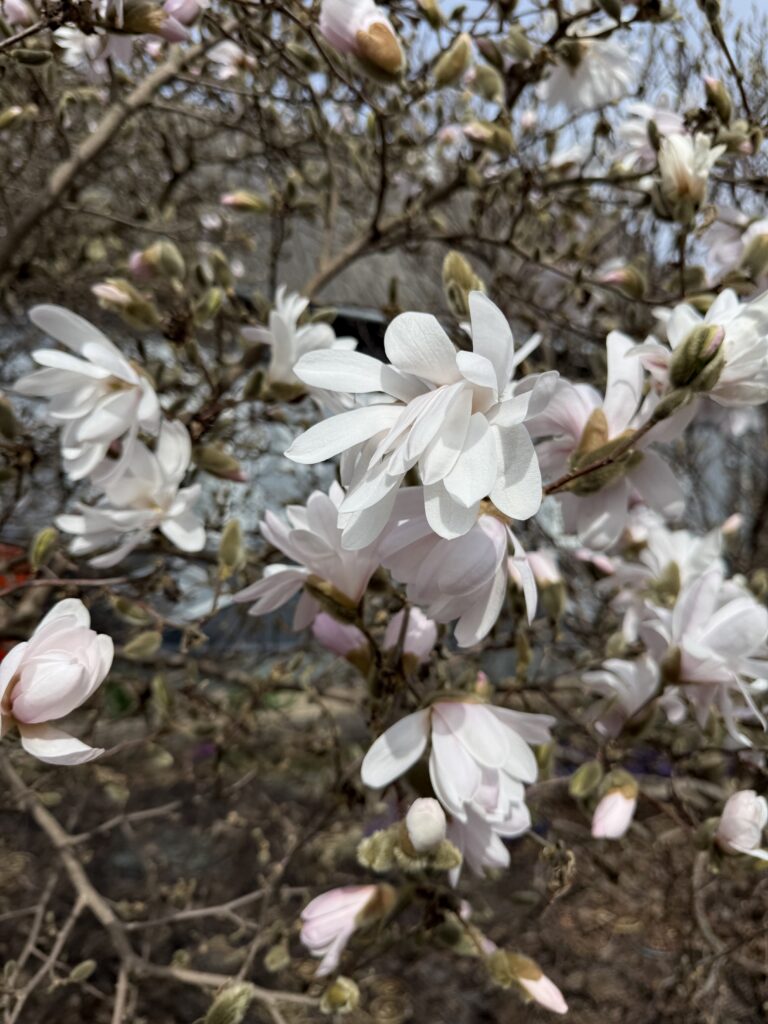 На Смолевиччине цветет магнолия