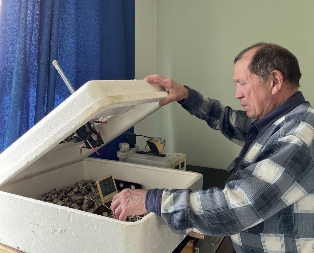 Техасцы и фениксы. Фермер из Усяжки третий год разводит перепелок