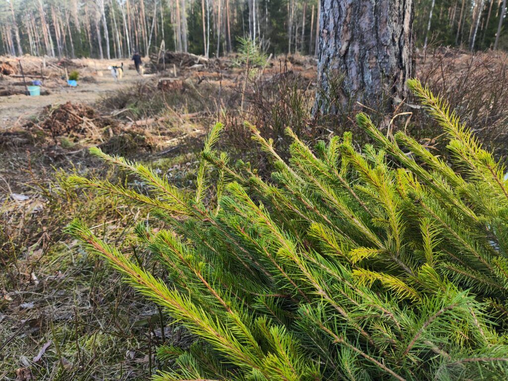 18 тысяч молодых деревьев: представители Исполкома СНГ сажали лес в Смолевичском районе