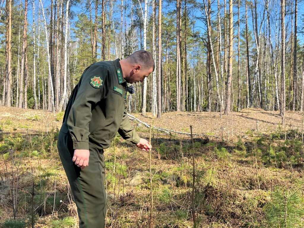 Сетка против лося: как в Смолевичском лесхозе спасают будущий лес