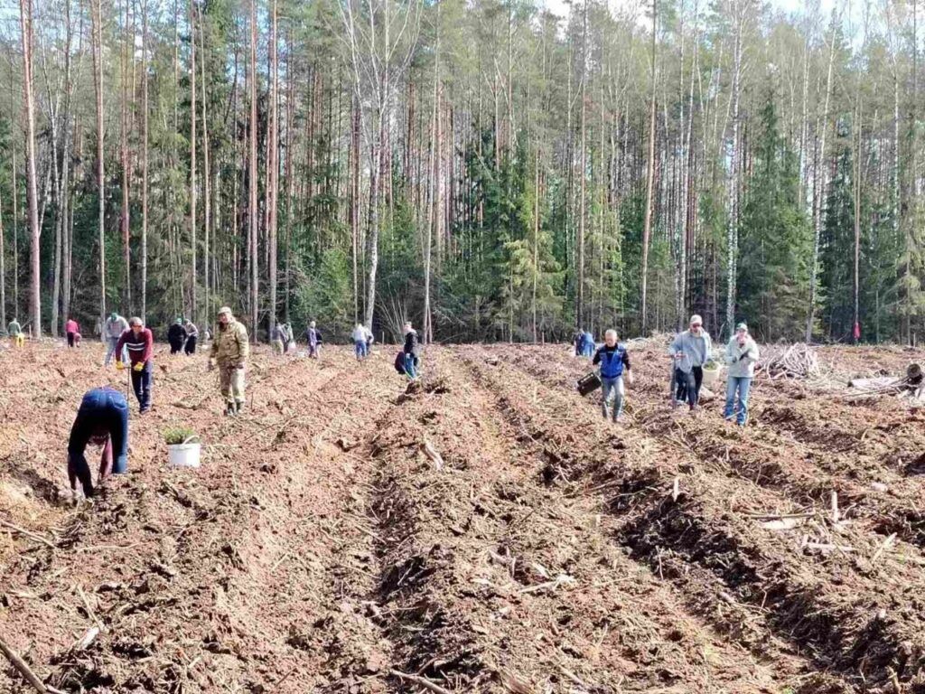 Дипломаты и лесхоз: 8 700 молодых деревьев высажено в Смолевичском районе