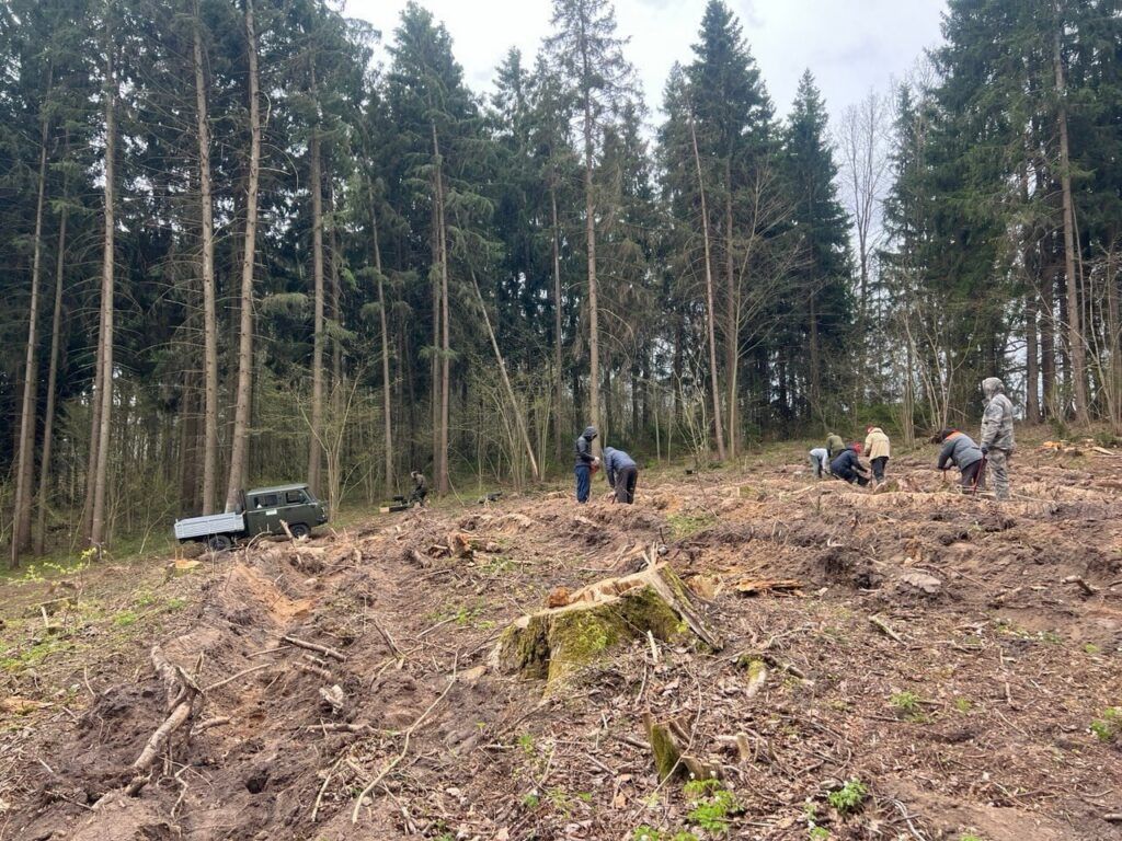 Сельчане вместе с лесхозом высадили деревья