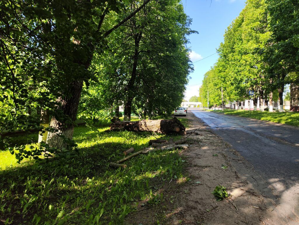Поваленные деревья и погнутая кровля: какие последствия оставил сильный ветер?