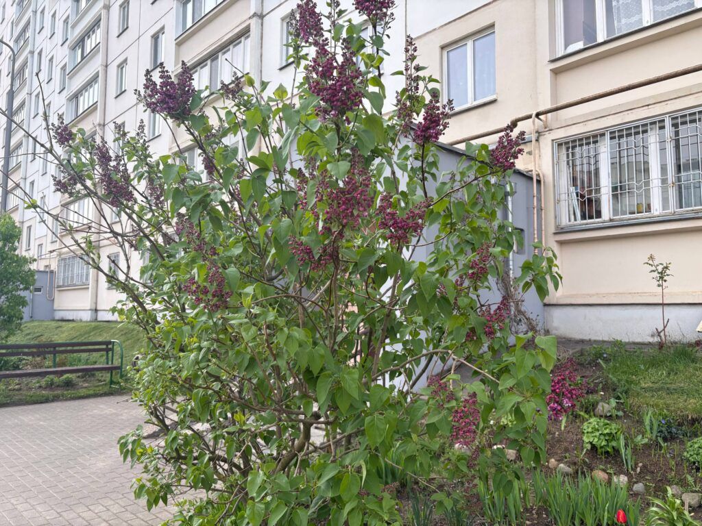 «Букет» за 1350 рублей: смолевичан предупреждают о штрафах за сломанную сирень
