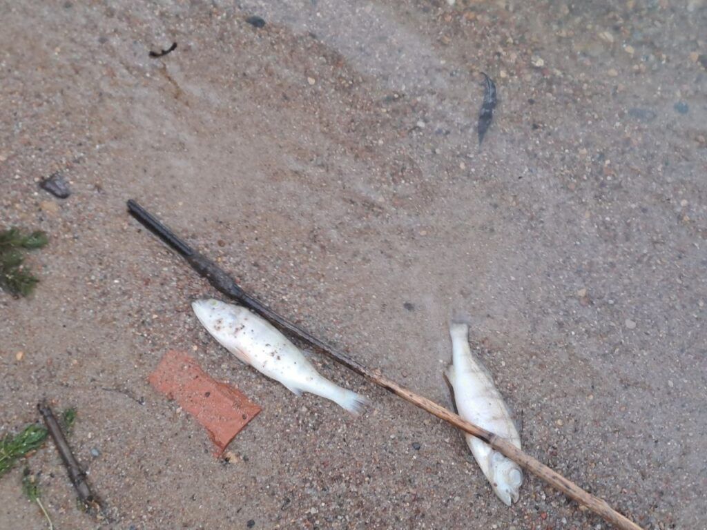 Замор рыбы на Смолевичском водохранилище: экологи и милиция выясняют причины