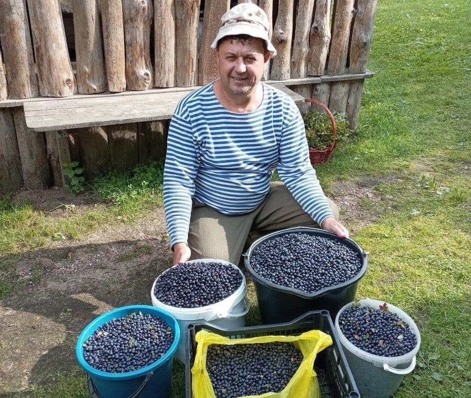 Смолевичанин показал свой черничный улов из Черного Леса