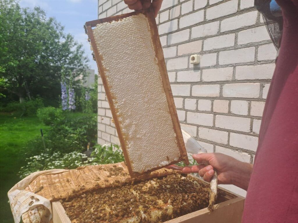 Медовый экстрим – почему пчеловоды снимают перчатки и работают голыми руками