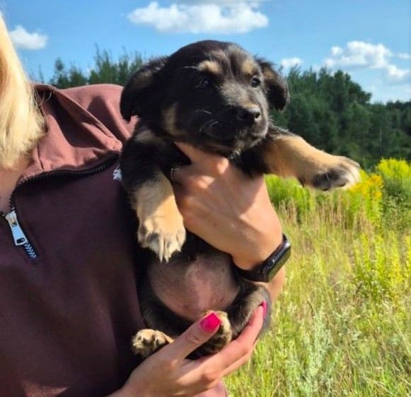 Бездомные щенки из Заречья успели потеряться и найтись 