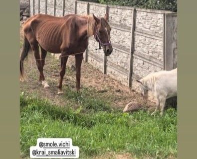Смолевичане переживают за животных, оставленных на жаре — что ответили в милиции