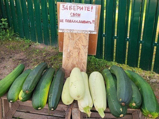 Жара и горы кабачков – как спасти урожай и себя в августе