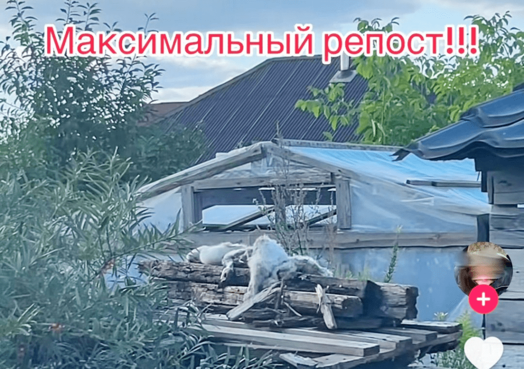 Жительница Смолевичского района сняла на видео трупы птиц на соседском участке и выложила в TikTok