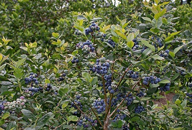 Посадка голубики осенью. Пошаговое руководство для садовода