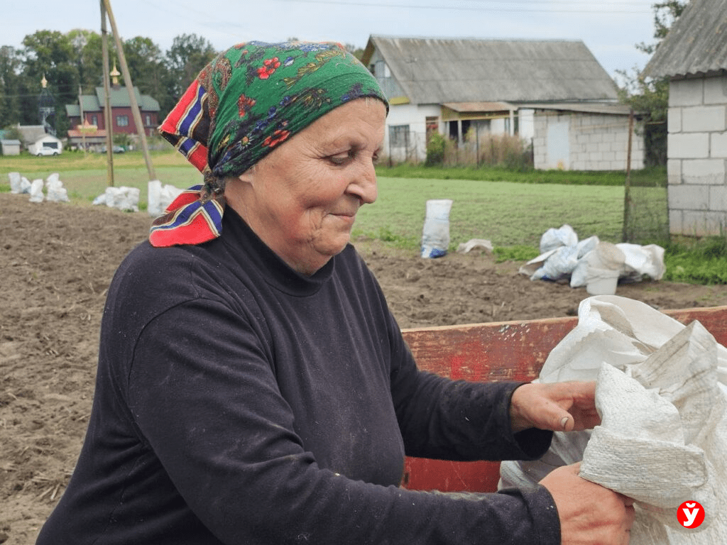 Как корреспондент копала картошку у 70-летней хозяйки под Смолевичами
