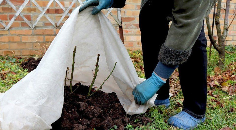 Не спешите укрывать розы и виноград – спешка губит кусты сильнее мороза